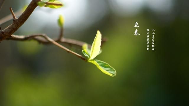 立春意味着什么意思(立春寓意着什么)图1