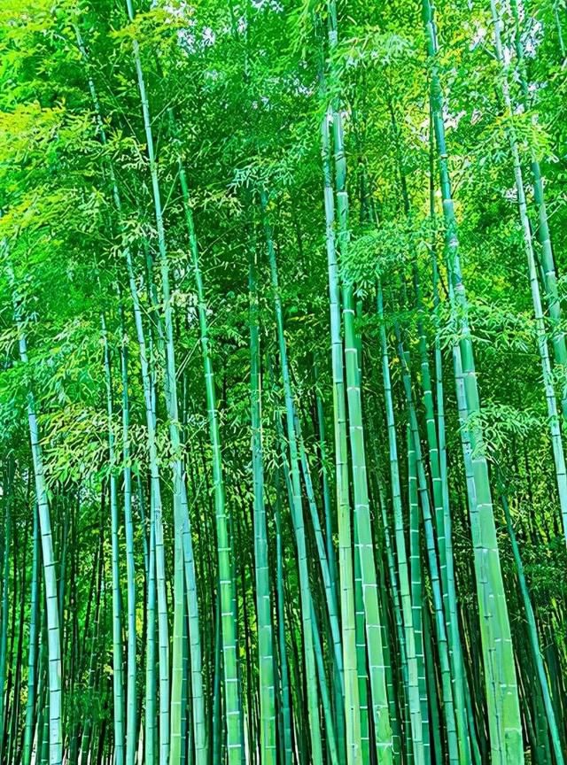 竹文化中的美好寓意和精神内涵