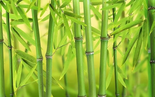 竹文化中的美好寓意和精神内涵
