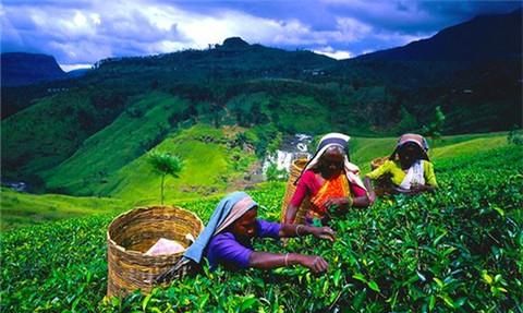 锡兰红茶是源于我国吗,我国引进锡兰红茶原因图2