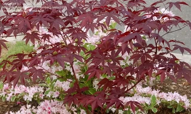 花园植物｜你永远都缺一棵枫树