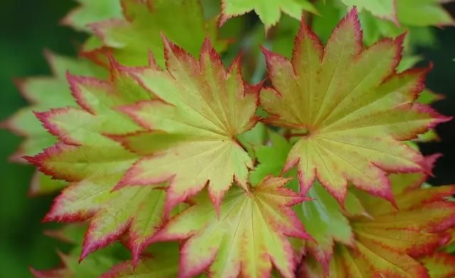 花园植物｜你永远都缺一棵枫树