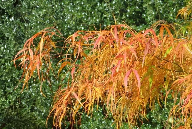 花园植物｜你永远都缺一棵枫树