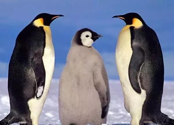 王企鹅和帝企鹅一直分不清，这次总算弄明白了