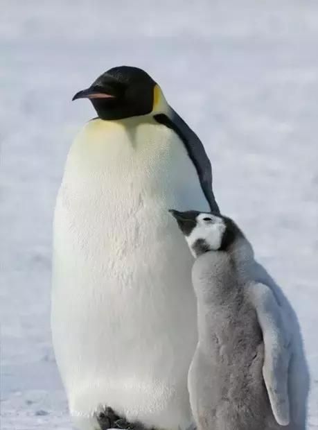王企鹅和帝企鹅一直分不清，这次总算弄明白了