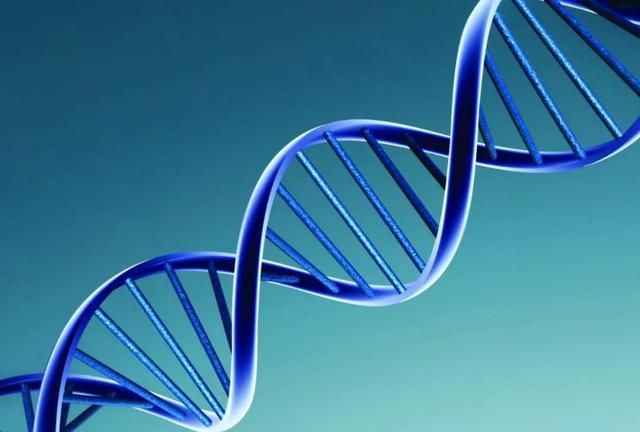 DNA：精妙的信息存储体