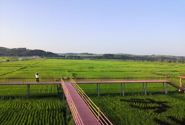新春走基层｜“黄金水稻带”的稻农为何争产绿色大米？