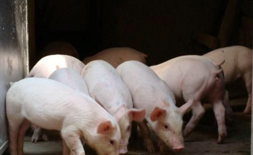 刚开始育肥的猪饲料怎么配比,育肥猪的饲料怎样配比图3