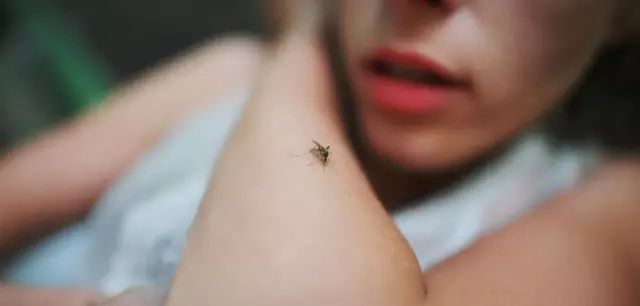 你真的了解蚊子吗？夏天来了，对待敌人你需要知己知彼