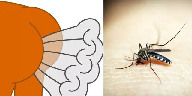 你真的了解蚊子吗？夏天来了，对待敌人你需要知己知彼