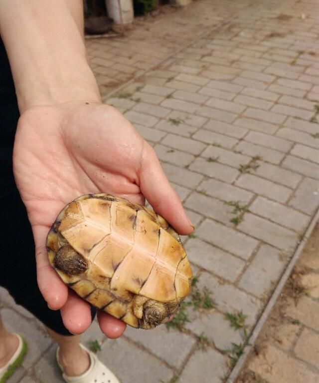 带你一起了解宠物龟养殖，家庭养殖模式及效益分析