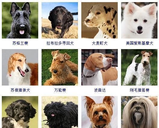 178个宠物狗品种图片大全，宠物狗品种大全