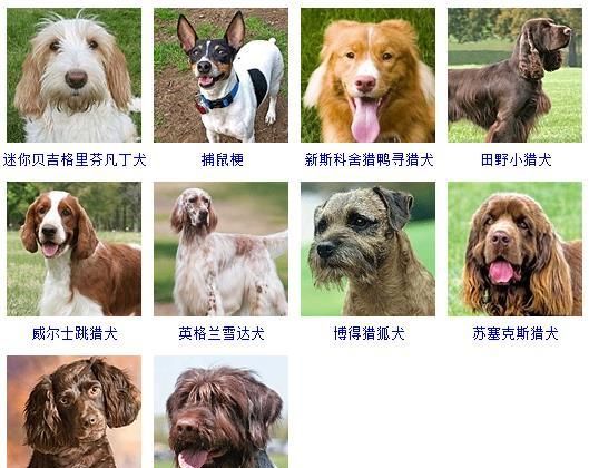 178个宠物狗品种图片大全，宠物狗品种大全