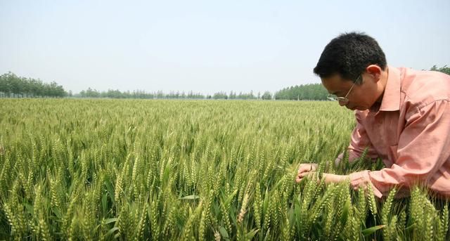 美国的小麦亩产有多少斤？与中国有多大差距？