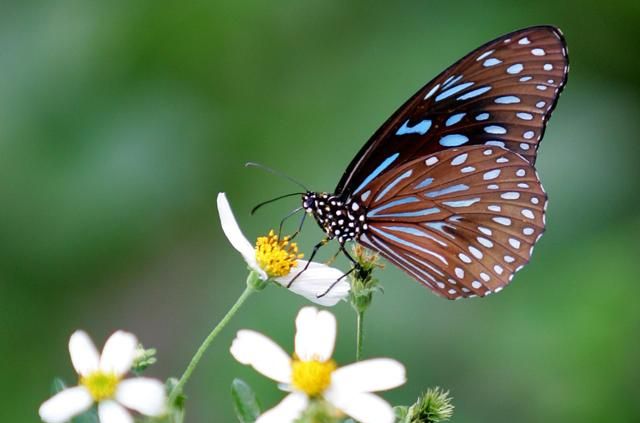蝴蝶发现花蜜是靠什么？