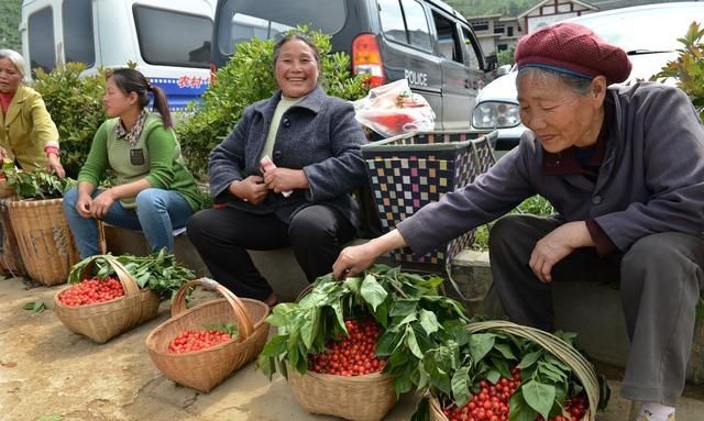 樱桃采摘后，卖不完又吃不掉咋办？可以用这些简易方法先贮藏起来