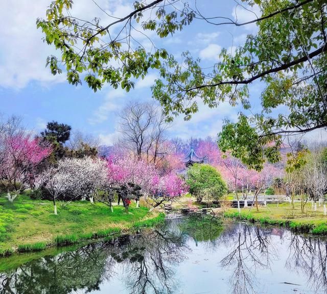 为什么说人间四月芳菲尽山寺桃花始盛开图4