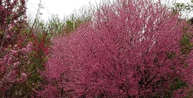 为什么说人间四月芳菲尽山寺桃花始盛开图5