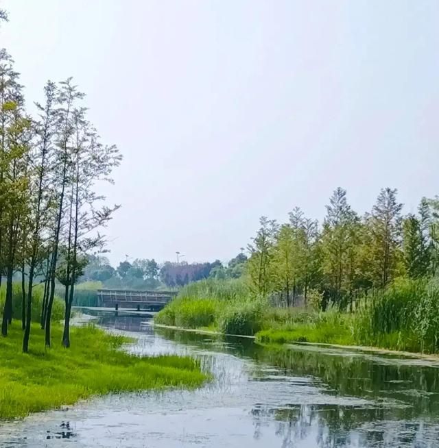 汝州汝河国家湿地公园里常见的十二种湿地植物