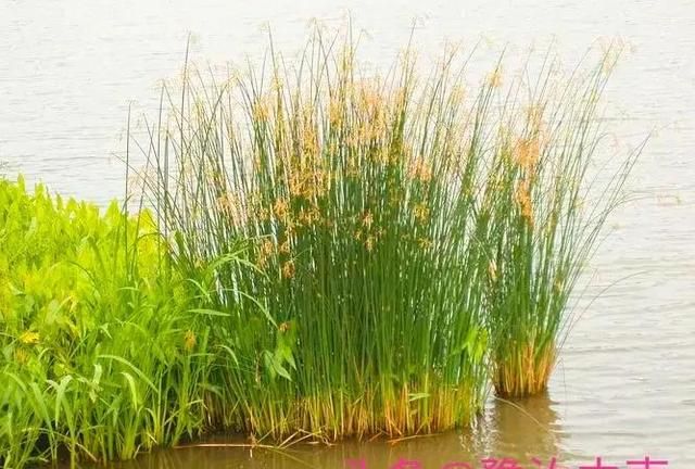 汝州汝河国家湿地公园里常见的十二种湿地植物