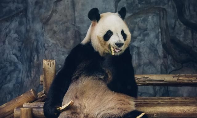 熊猫不是猫，他有一个霸气的名字“食铁兽”上古时期蚩尤的坐骑！