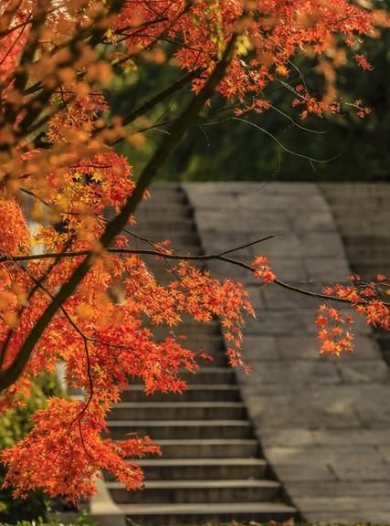 鉴赏唐诗杜牧《山行》