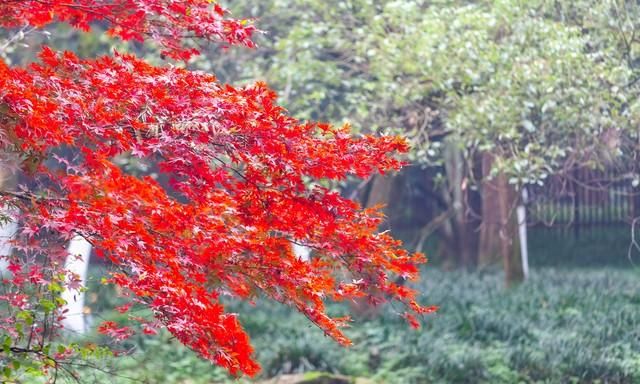 鉴赏唐诗杜牧《山行》