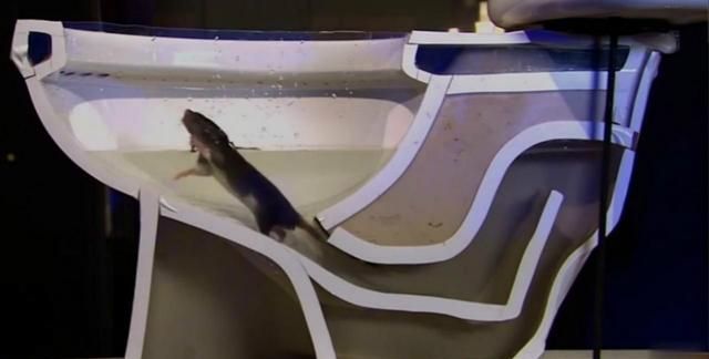 老鼠是如何通过下水道，钻进你家马桶的？