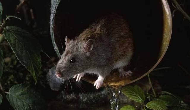 老鼠是如何通过下水道，钻进你家马桶的？