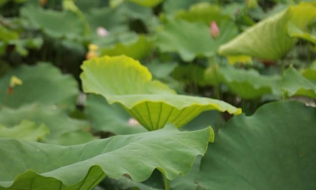 端午节包粽子，带你认识农村15种常见的“粽子叶”，你用过几种