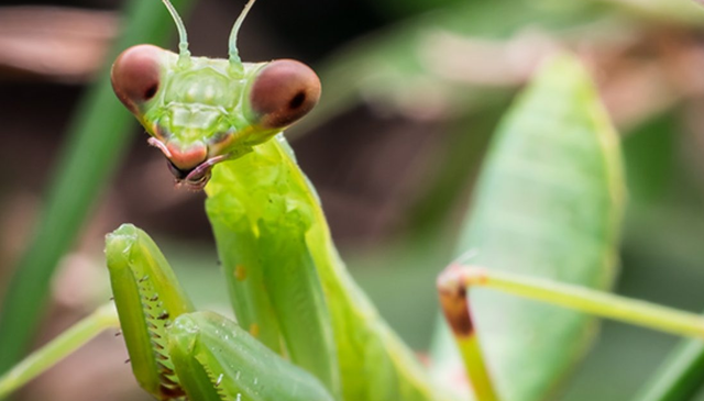母螳螂一交配，就会吃自己的“丈夫”，难道不怕公螳螂反抗？