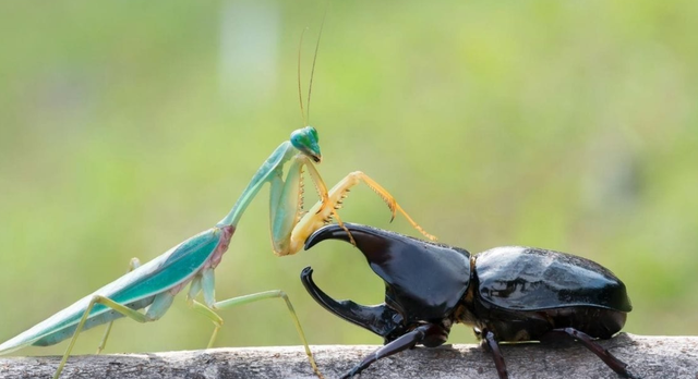 母螳螂一交配，就会吃自己的“丈夫”，难道不怕公螳螂反抗？