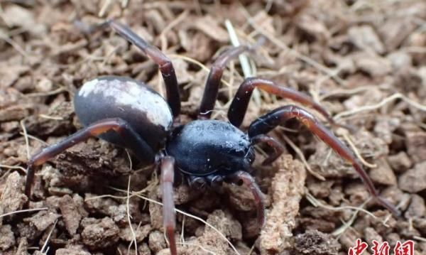 中国科研人员发现两种蜘蛛新物种 世界刺突蛛种类增至13种