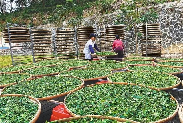 看鉴海南 | 海南这种茶，隐居雨林深藏500年“功与名”