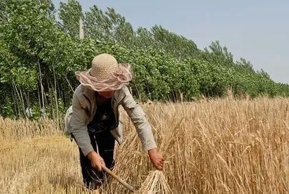 为什么要爱惜粮食？在古诗中一起读懂勤俭美德