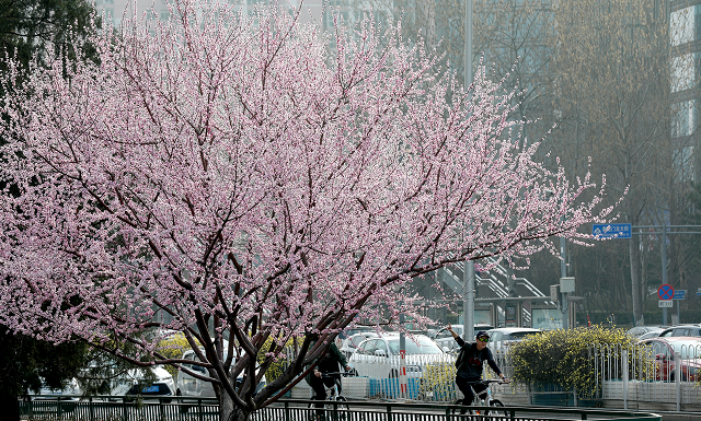 赏花季要到了！北京推出121处公园赏花片区，各区均有分布，全名单来了