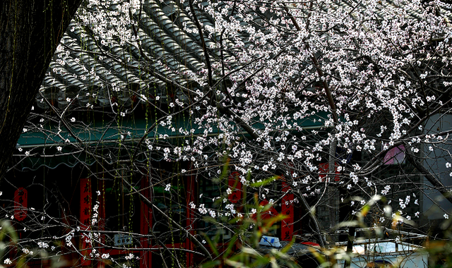 赏花季要到了！北京推出121处公园赏花片区，各区均有分布，全名单来了