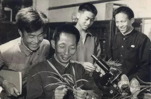 1975年，袁隆平研究杂交水稻遇到困难，关键时刻，华国锋鼎力相助