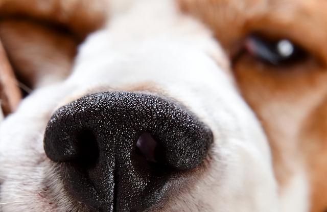 狗狗生病的症状有哪些？如何快速判断狗狗是不是生病了？