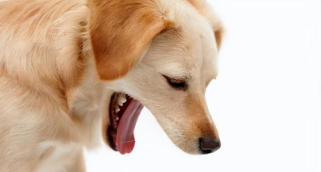 狗狗生病的症状有哪些？如何快速判断狗狗是不是生病了？
