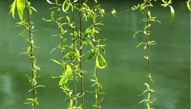 寒食节 | 春城无处不飞花，寒食东风御柳斜