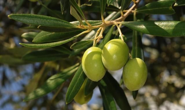 青果（又橄榄），药食两用，推荐4种家庭妙用