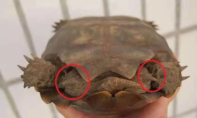 后25大濒危龟品种盘点靴脚陆龟：听说过搭巢、护蛋的陆龟吗？