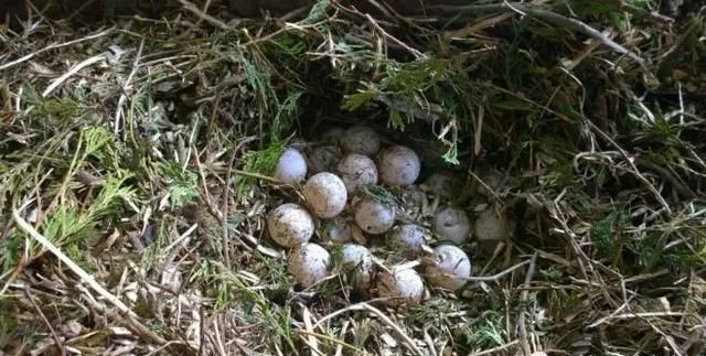 后25大濒危龟品种盘点靴脚陆龟：听说过搭巢、护蛋的陆龟吗？