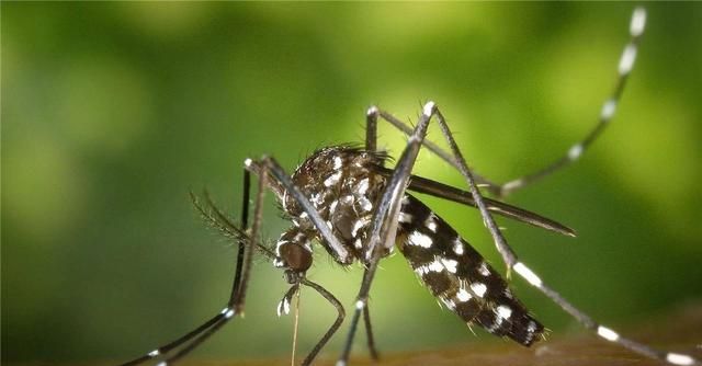 广州放飞500万只绝育花蚊子！专门交配，对人体没有攻击性？