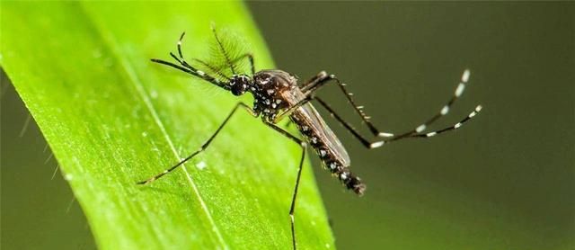 广州放飞500万只绝育花蚊子！专门交配，对人体没有攻击性？