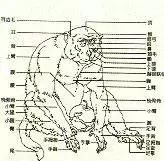 说“猴”与国画如何画猴