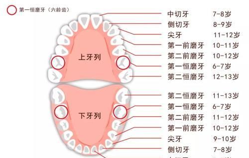 孩子换牙的秘密，这颗大牙终生不换