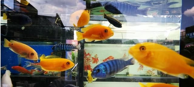 鱼缸如何正确养好鱼，学会这5点小技巧，让您的家里面充满温馨