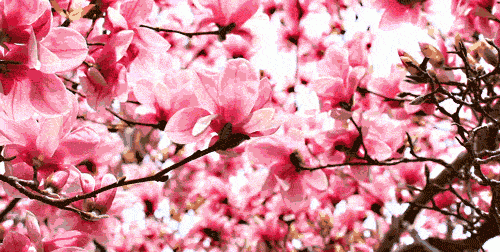 忽如一夜春风来，十首春风的诗词，在春风中领略春天之美